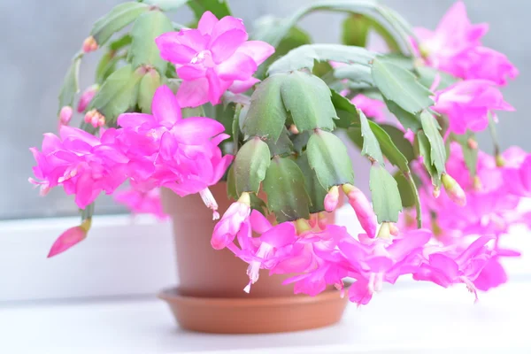 Bahar arka plan web sitesi afiş için