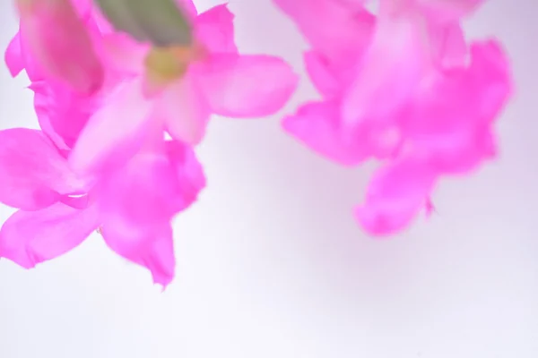 Fondo de primavera para el banner del sitio web —  Fotos de Stock