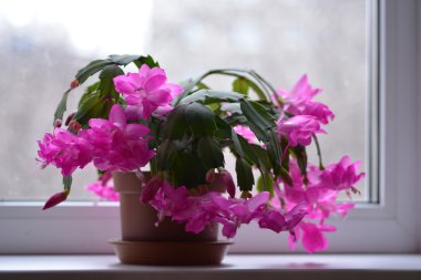 Bahar arka plan web sitesi afiş için