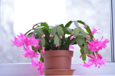 Bahar arka plan web sitesi afiş için