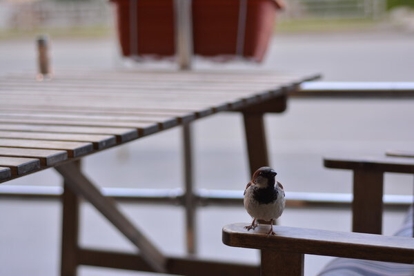 Воробей на деревянном столе
