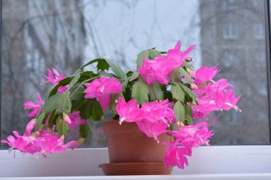 Bahar arka plan web sitesi afiş için