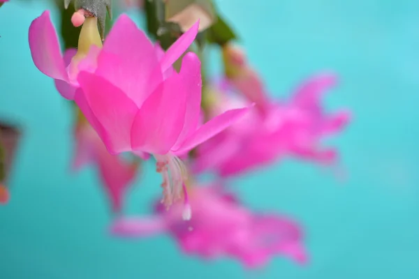 Spring background for the web site banner — Stock Photo, Image