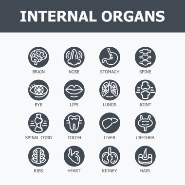 iç organları seti