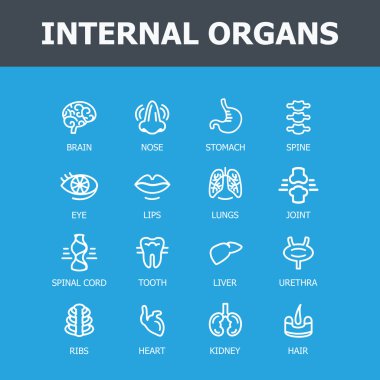iç organları seti