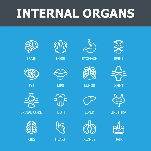 iç organları seti