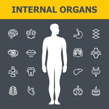 iç organları seti.