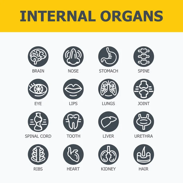 Organi interni . — Vettoriale Stock