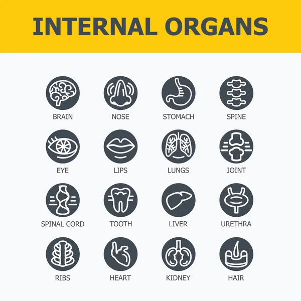 iç organları seti.