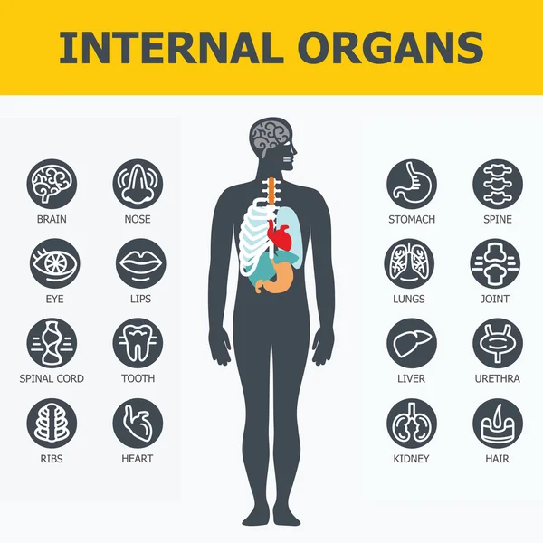 Ensemble d'organes internes . — Image vectorielle