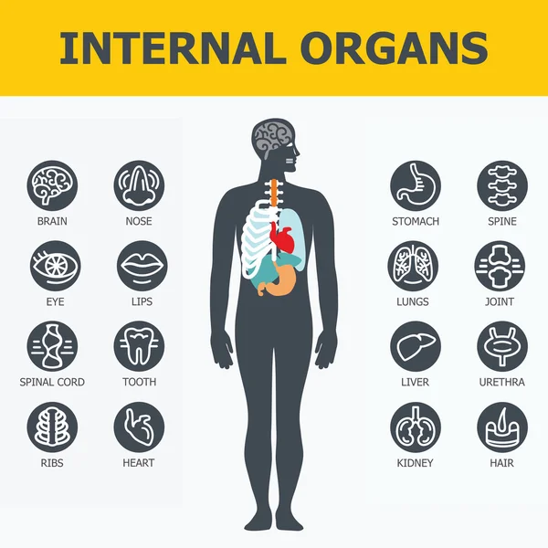 Innere Organe gesetzt. — Stockvektor