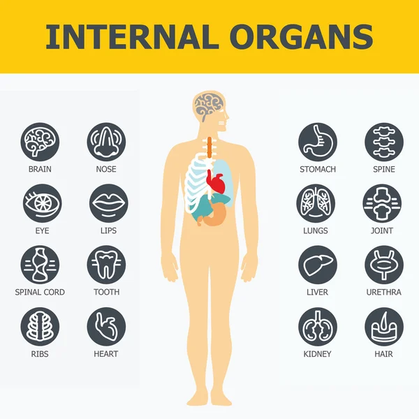 Conjunto de órganos internos . — Archivo Imágenes Vectoriales