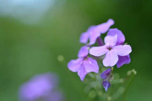 Trädgård blommor bakgrund — Stockfoto