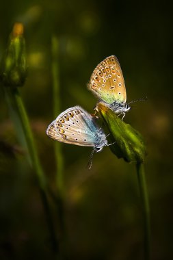 Gerçekten seviyorum