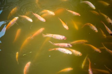 Bulutlu suda yüzen bir grup balık.