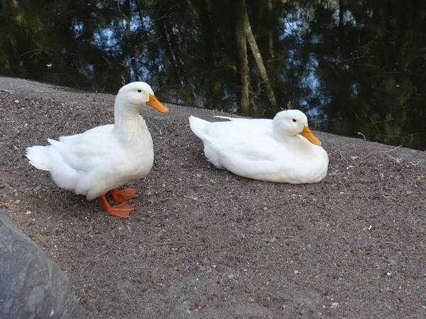 Par Patos Blancos Orilla Del Lago — Stockfoto