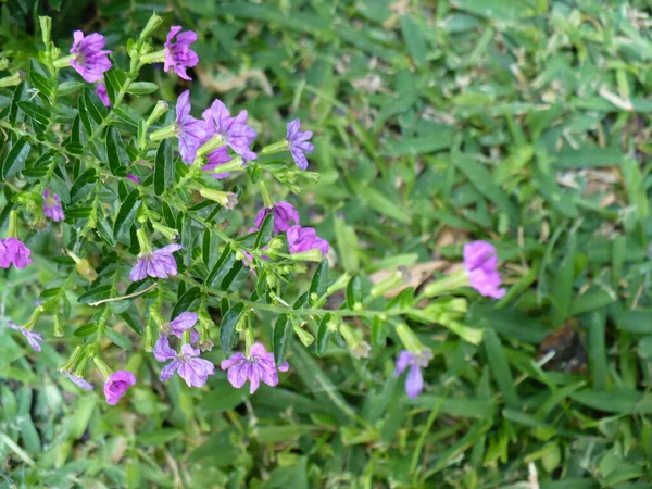 Diminutas Hermosas Flores Color Lila Ramito — Photo