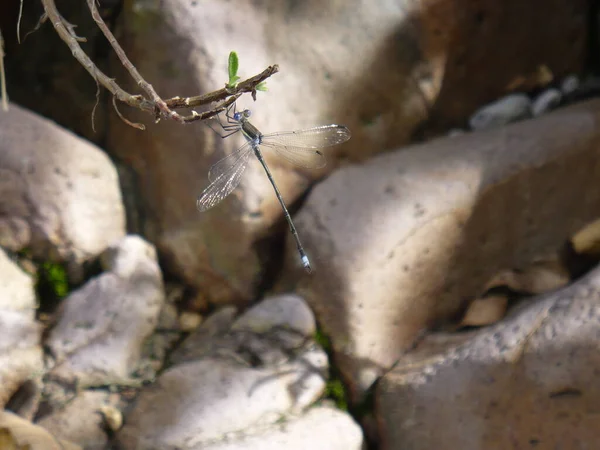 Libelula Dragon Fly Ojos Azules Posada Sobore Una Rama Orilla — ストック写真