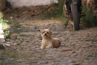 Bonito perrito color miel hekhado sobre el suelo empedrado del pueblo