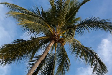 palmera protagonista de la playa bajo un cielo azul con nubes blancas