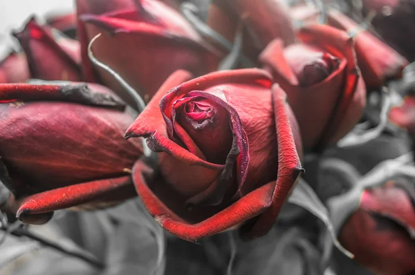 Schöne verblasste rote Rosen vor grauem Hintergrund. — Stockfoto