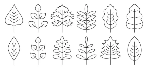 Векторный набор черной линии осенние листья изолированы — стоковый вектор