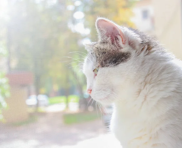 Yetişkin gri beyaz bir kedi güneşli bir günde pencereden dışarı bakar.