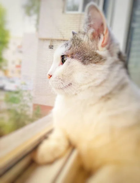 İki renkli gri-beyaz kedi evden güneşli bir günde pencereden dışarı bakar.