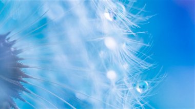 Su damlalı karahindiba. Makro fotoğrafçılık