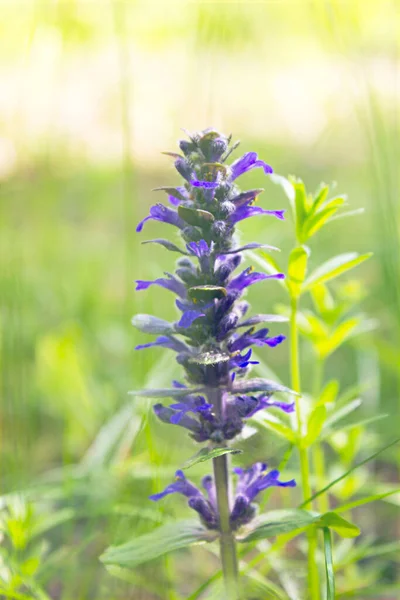 Flor Púrpura Cerca Día Verano — Foto de Stock