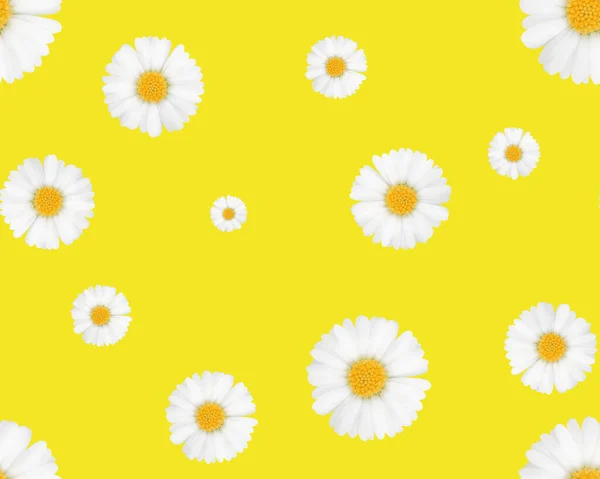 Chamomile Yellow Background Seamless Pattern — 스톡 사진