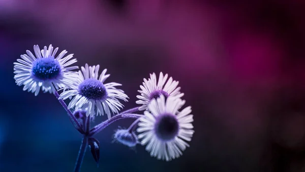 Chamomile Blue Pink Tones Dark Background — 스톡 사진