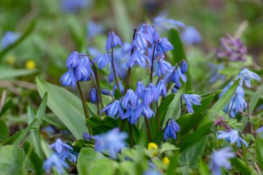 Nisan 'da çimlerin arasında açan mavi ormanlık