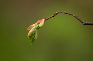 Baharda çiçek açan yaprakları olan bir dal. Bulanık arkaplan