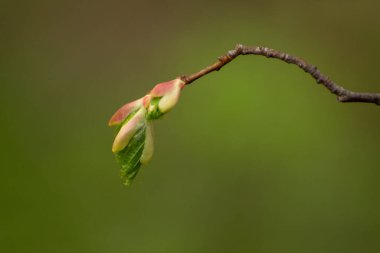 Çiçek açan yaprakları olan bir dal.