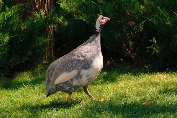 Caesar Walks Green Grass Sunny Day — Stock Photo, Image