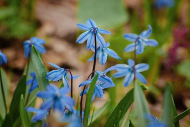 Bahar ormanında Scylla çiçeği. Kar çiçekleri