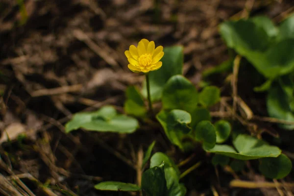 Celandine Ficaria Verna Flores Amarelas Tiro Macro — Fotografia de Stock