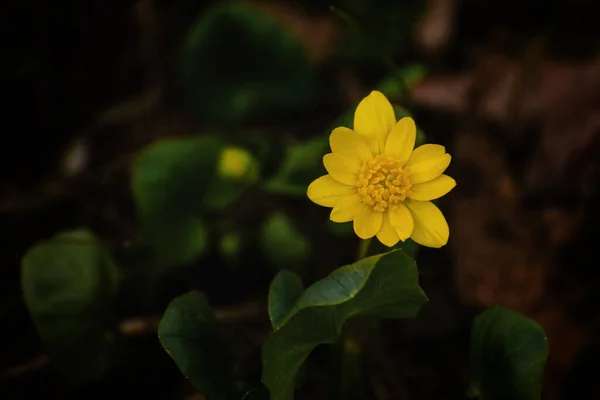 Schöllkraut Ficaria Verna Gelbe Blüten Eine Makroaufnahme — Stockfoto