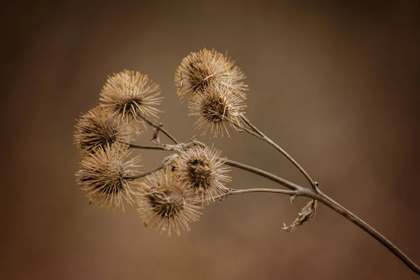 Solo Rapa Essiccata Autunno Nella Foto Situata Diagonale — Foto Stock