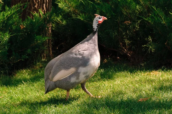 Caesar walks on grass on a sunny day — Stock Photo, Image