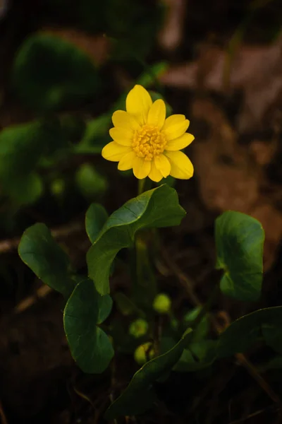 Celandine, Ficaria verna, yellow flowers — Stock Photo, Image