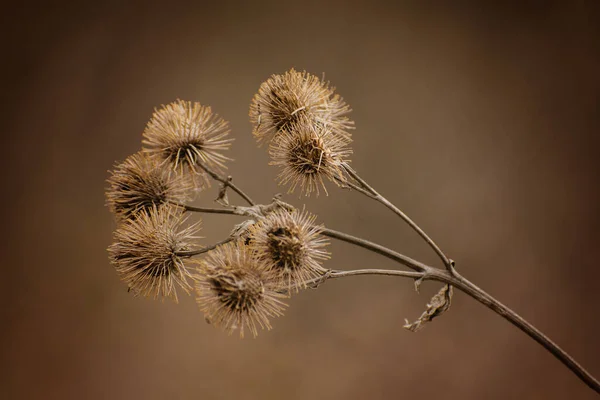 Alleen de gedroogde raap in de herfst op de foto — Stockfoto