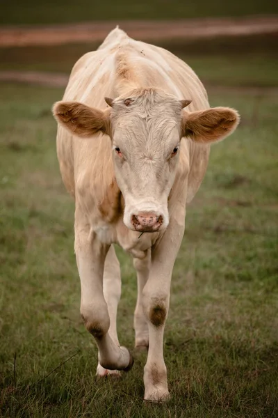 Vaca formidável vai para o espectador — Fotografia de Stock