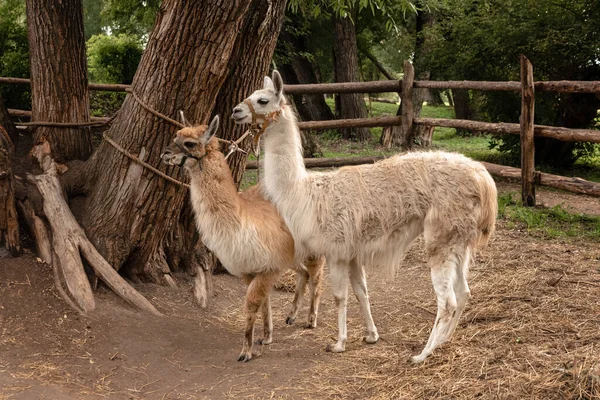 Dois llamas caminham no zoológico no verão — Fotografia de Stock