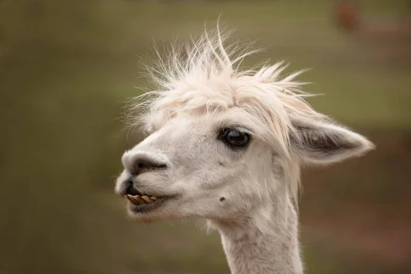 Retrato de uma alpaca no zoológico no verão — Fotografia de Stock