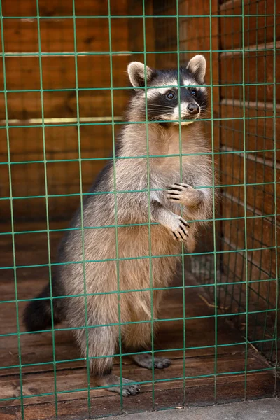 Raccoon standsin the aviary — Stock Photo, Image