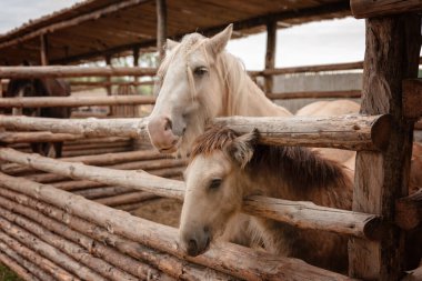 Karabasan ve taylar çitin arkasında.