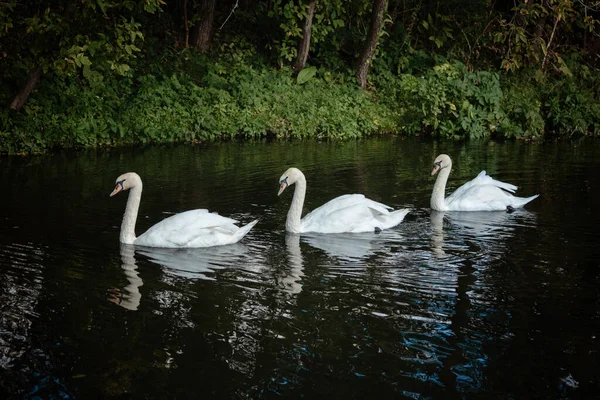 Tre vita svanar seglar längs floden — Stockfoto