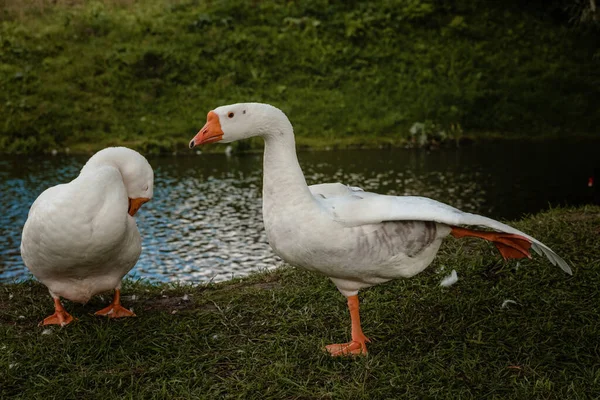 White geese do gymnastic exercises on the river bank — Stock Photo, Image